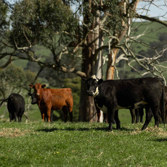 tallo skin's farm with grass finished cattle