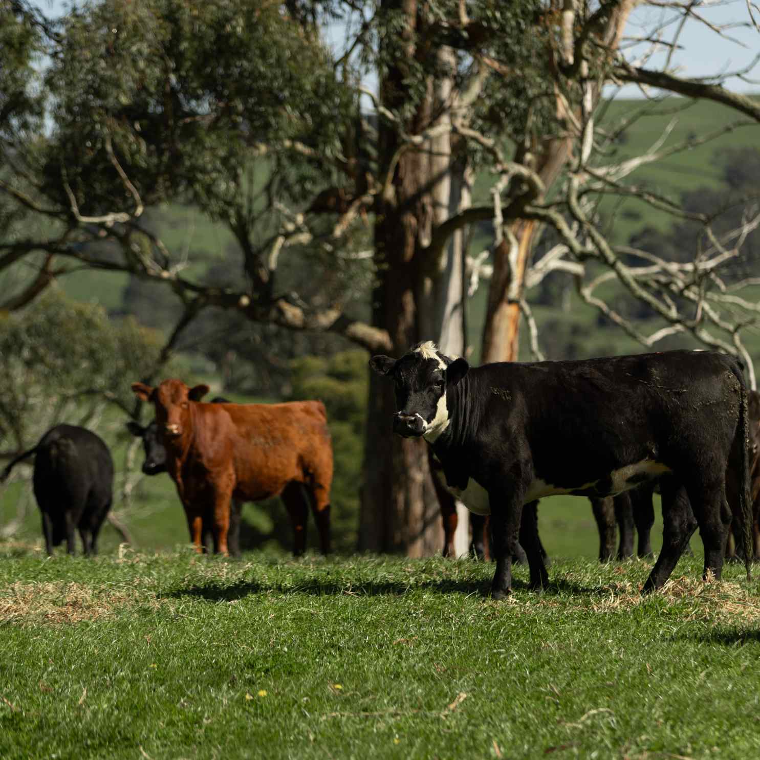 Beef Tallow for Eczema: Does It Really Work? (An Australian Guide ...