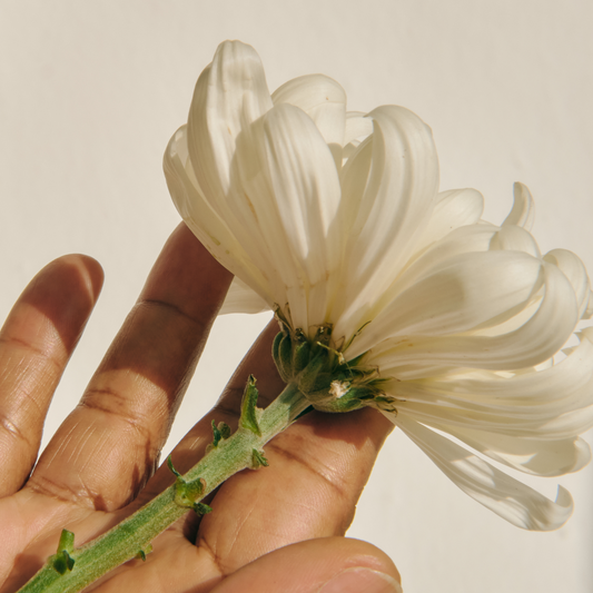 Benefits of Tallow for Skin & Why Tallow is Good for Your Skin