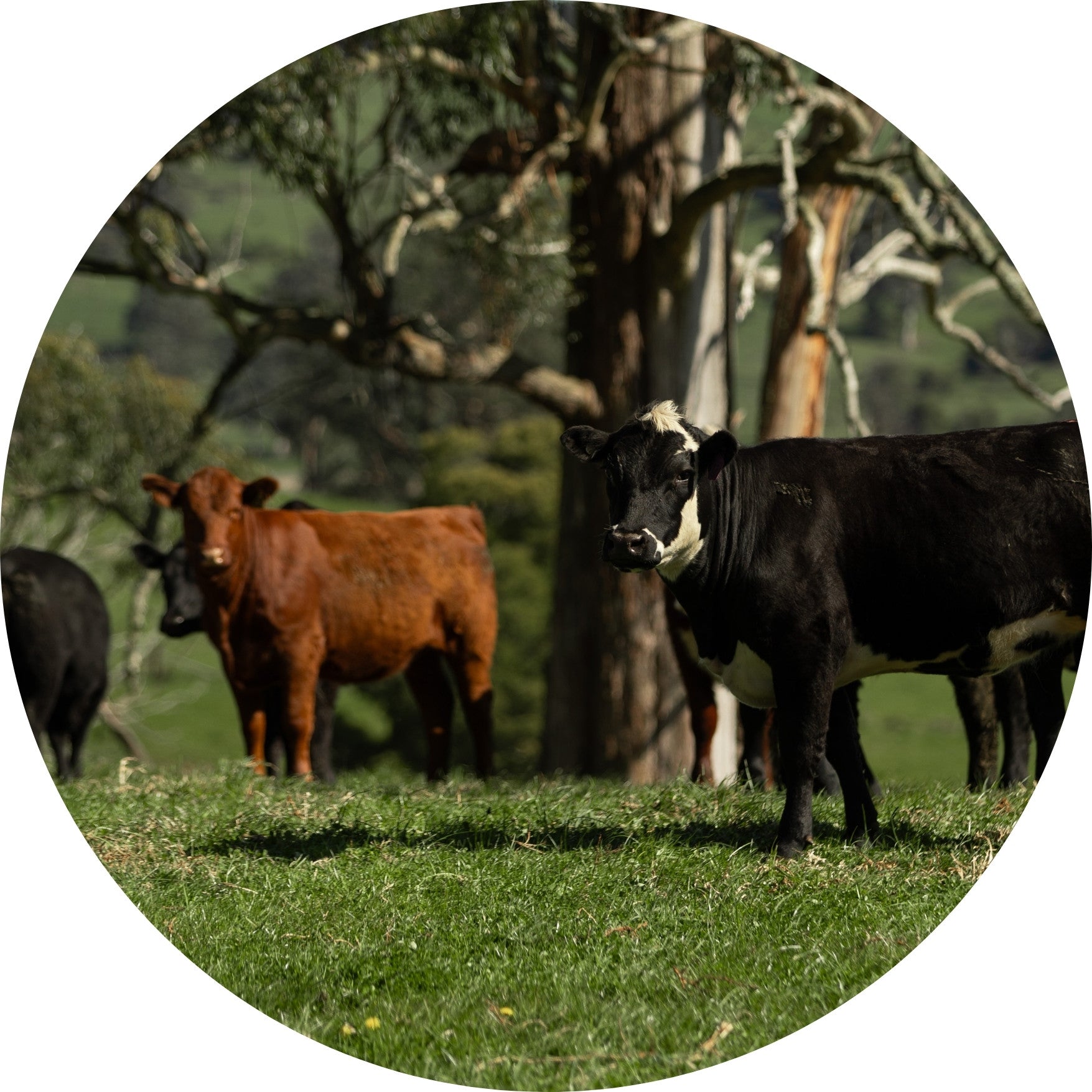 Cows standing in a grassy field with trees in the background